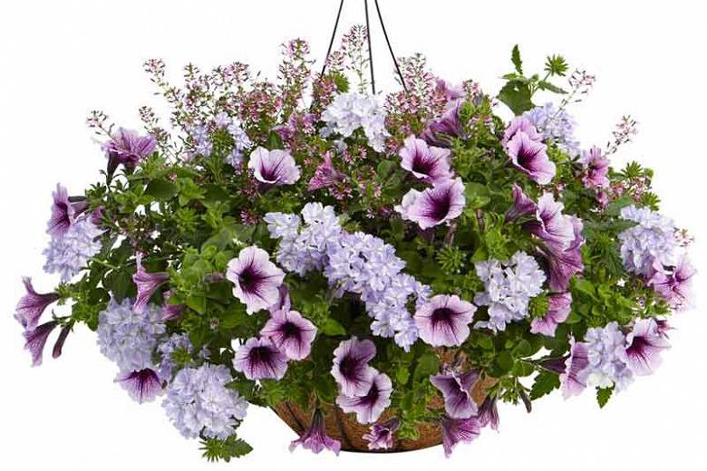Petunia 'Supertunia Bordeaux', Supertunia Bordeaux Petunia, Mounding Petunia, Purple Petunia, Purple Flowers